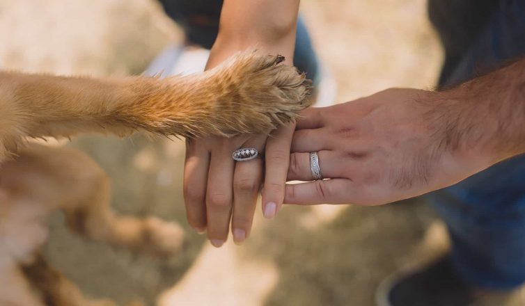 featured image for: protecting your furry family member: a guide to pet estate planning